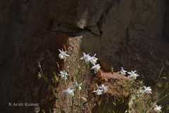 Aquilegia moorcroftiana
